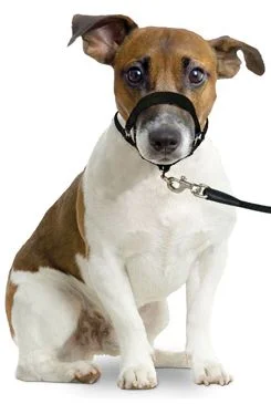 Karlie Ohlávka jednoduchá černá XXL