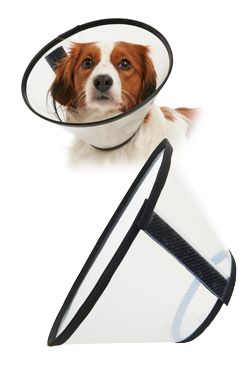 KRUUSE Límec ochranný BUSTER plastový Quick Collar 30cm