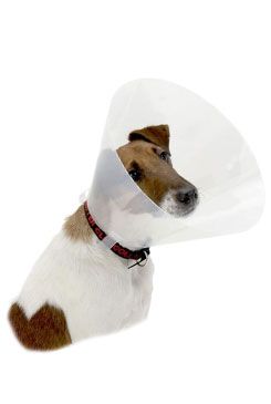 KRUUSE Límec ochranný BUSTER plastový Clic Collar 7,5cm