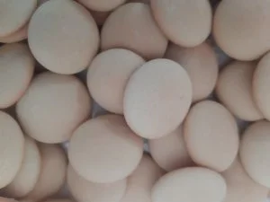 SALAČ Piškoty STŘEDNÍ pro psy 16kg