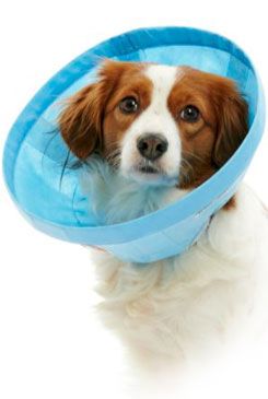 Límec Buster z netkané textilie Soft Flex  12,5 cm