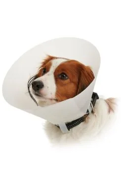 KRUUSE Límec ochranný BUSTER plastový Dog Collar 15cm