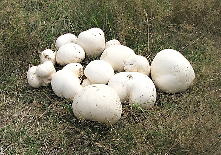 Ukázka vypěstovaných hub.