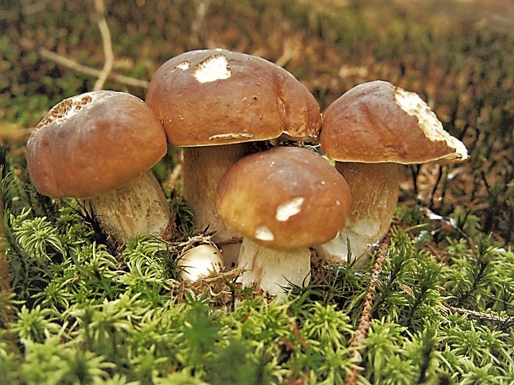 Ukázka vypěstovaných hub