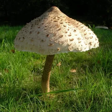 Răsaduri pentru ciuperci- Bedla înaltă