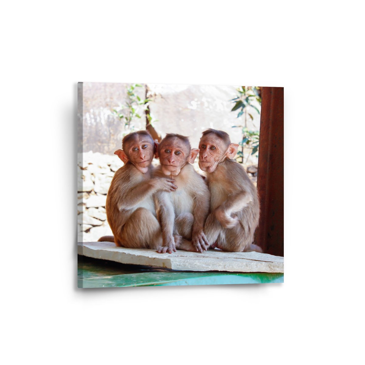 Sablio Obraz Opičky - 50x50 cm