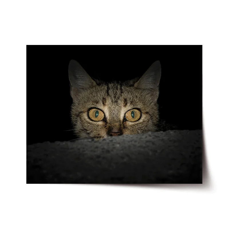 Sablio Plakát Kočka - 120x80 cm