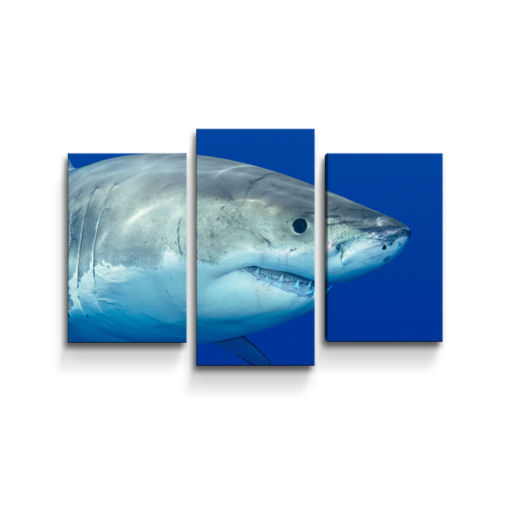 Obraz - 3-dílný Žralok - 75x50 cm