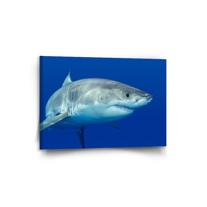 Obraz Žralok - 90x60 cm