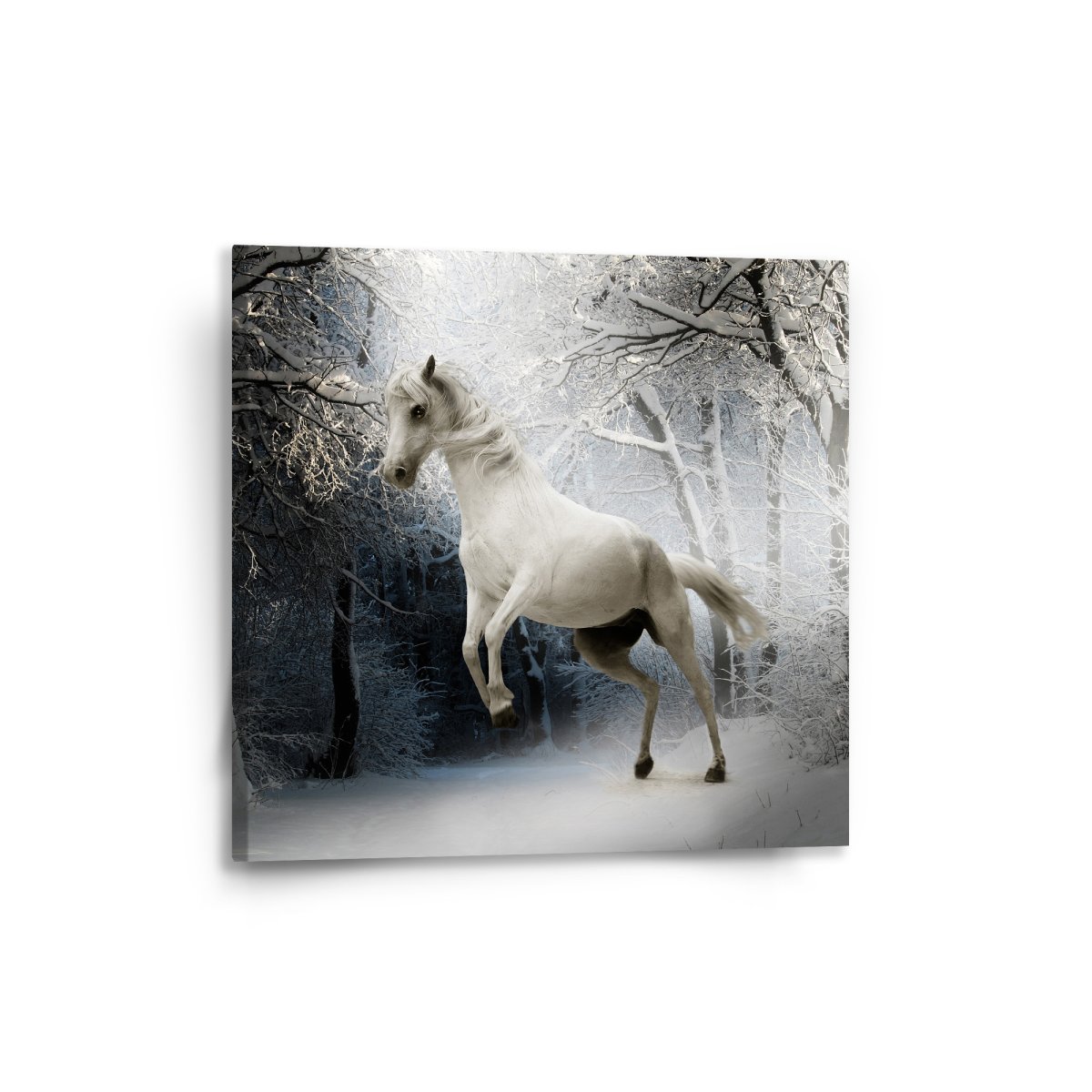 Sablio Obraz Bílý kůň - 50x50 cm