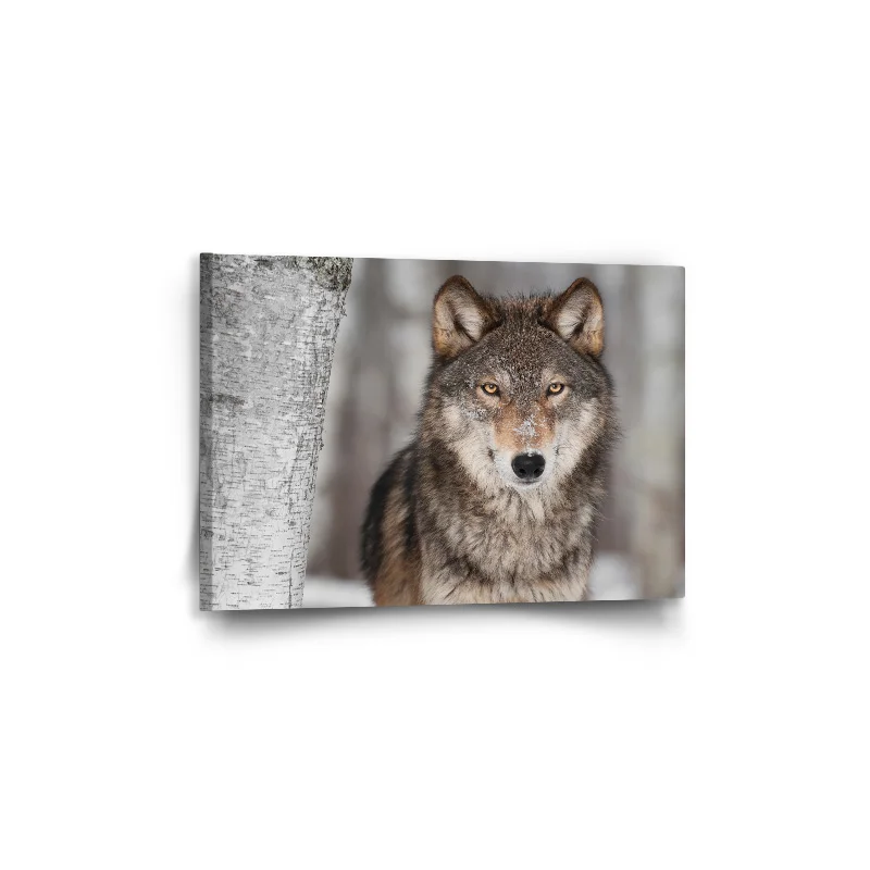 Obraz Vlk 2 - 60x40 cm