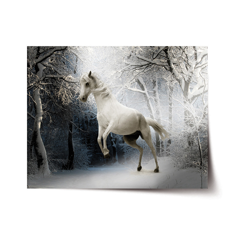 Sablio Plakát Bílý kůň - 120x80 cm