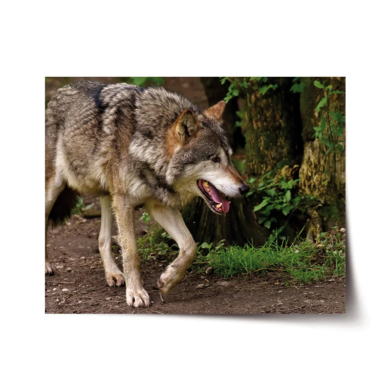 Plakát Vlk - 90x60 cm