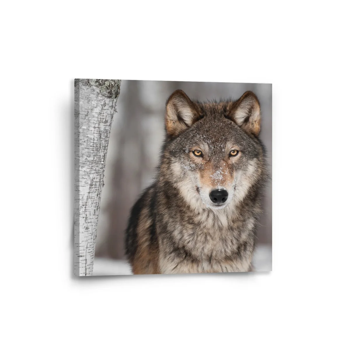 Obraz Vlk 2 - 50x50 cm