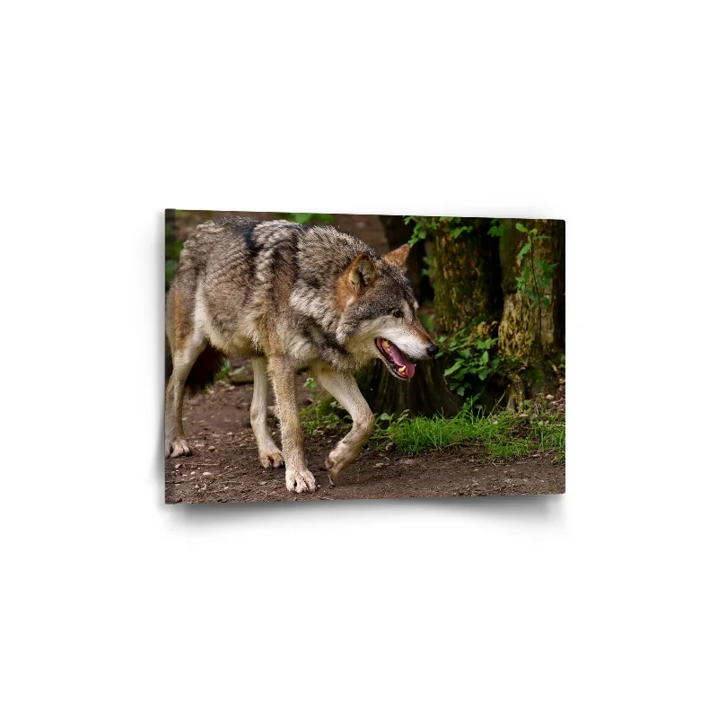 Obraz Vlk - 60x40 cm