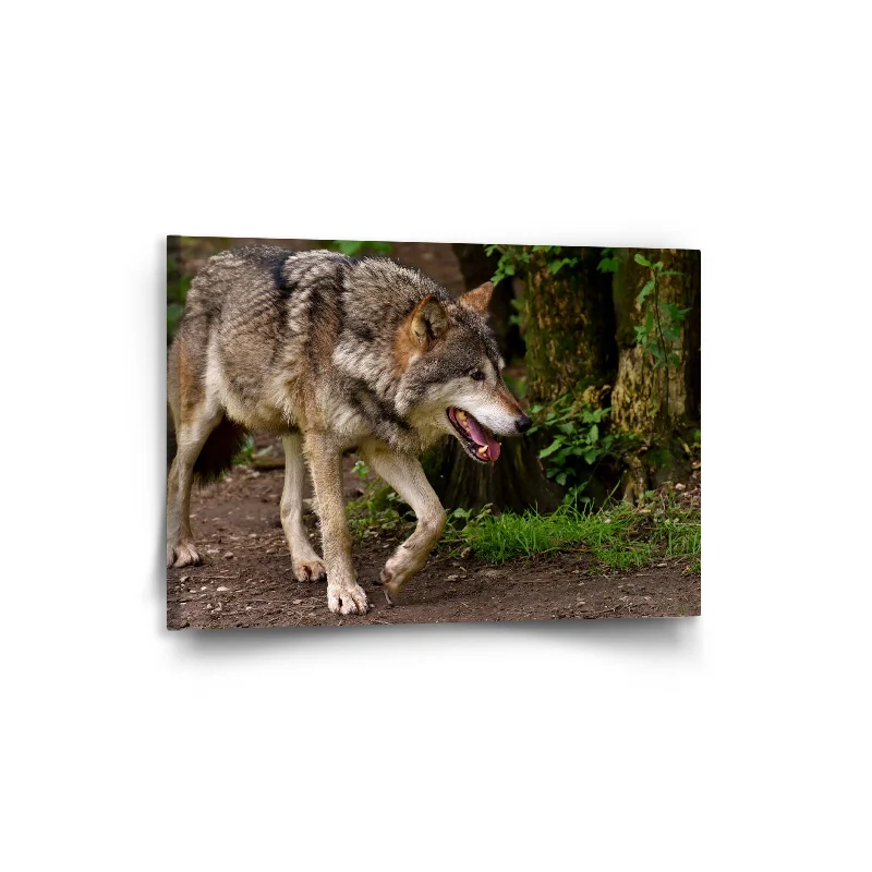 Obraz Vlk - 90x60 cm