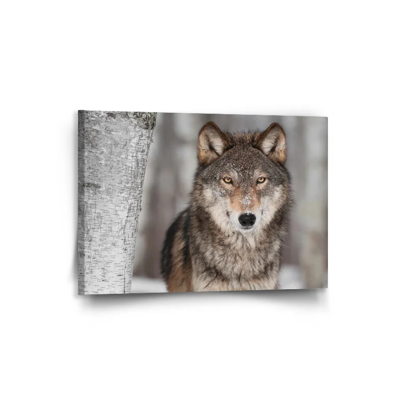 Obraz Vlk 2 - 90x60 cm