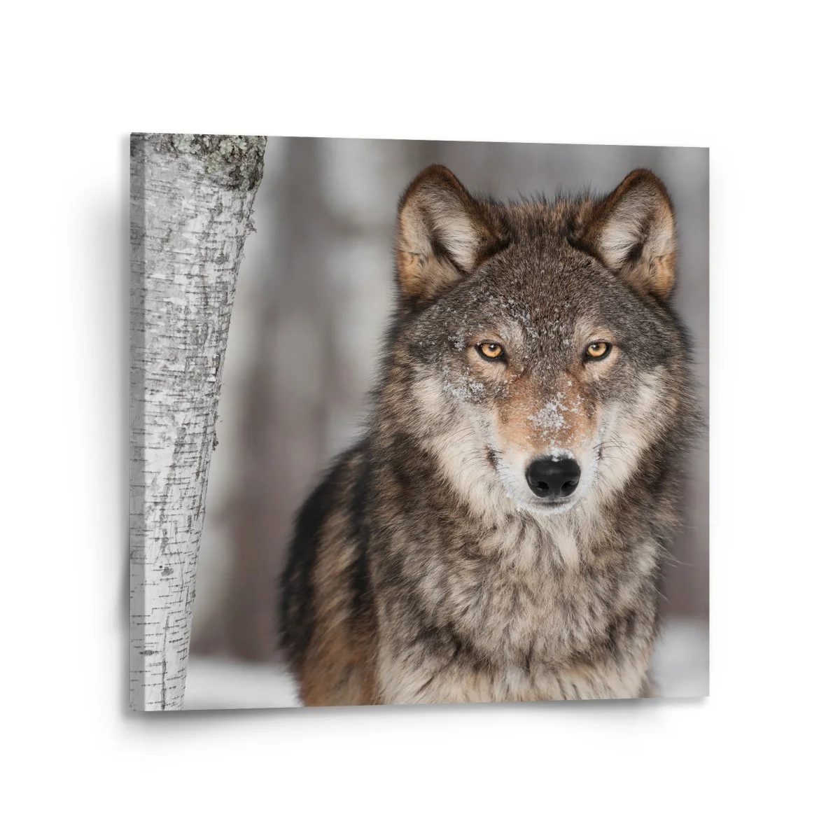 Obraz Vlk 2 - 110x110 cm
