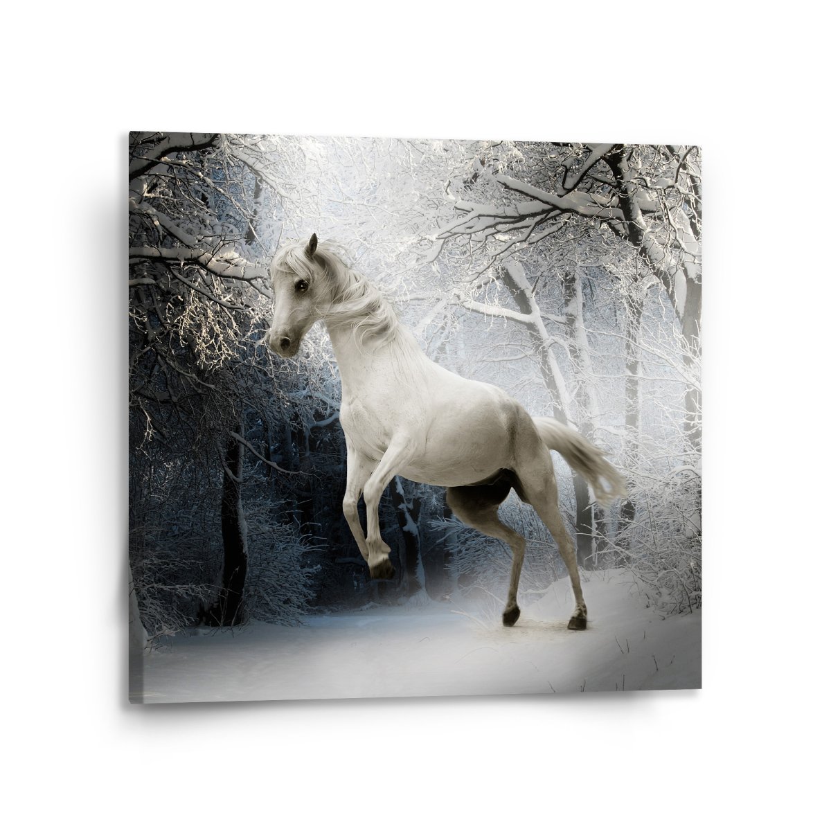 Sablio Obraz Bílý kůň - 110x110 cm