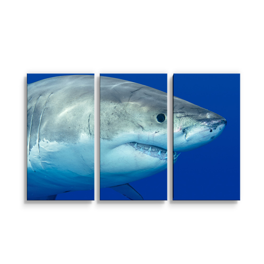 Obraz - 3-dílný Žralok - 120x80 cm